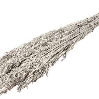 QC Dried Oats | Colour: Platinum | Avena Dried Flowers | Length ± 60 centimetres | Weight 250 grams | Per bunch