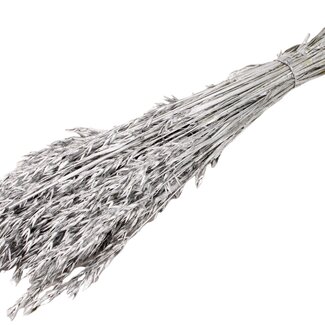 QC Getrockneter Hafer | Farbe: Silberfarben | Avena Trockenblumen | Länge ± 60 Zentimeter | Gewicht 250 Gramm | Pro Bund