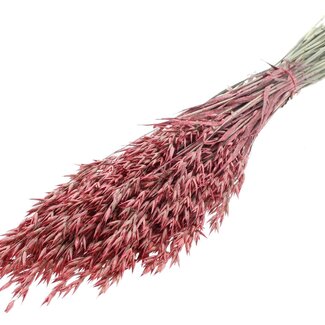 QC Dried Oats | Colour: Pearl Coral | Avena Dried Flowers | Length ± 60 centimetres | Weight 250 grams | Per bunch
