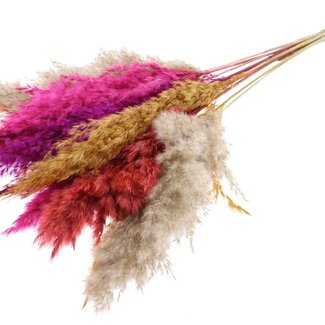 QC Dried Pampas Plumes "Colourful 10" | Colour: Mixed Colours | Pampas Dried Flowers | Length ± 70 centimetres | 10 plumes per bunch | Per bunch