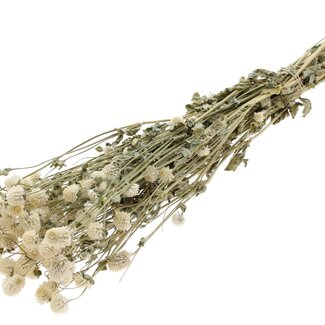 QC Dried Globe Amaranth | Colour: Natural White | Gomphrena Dried Flowers | Length ± 60 centimetres | Per bunch