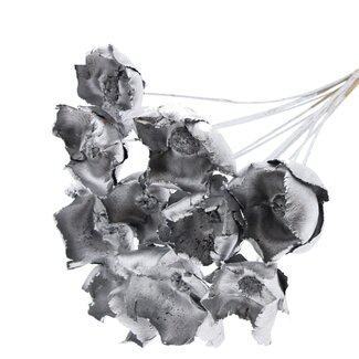 QC Dried Palm Cup on stem | Colour: Silver | Length ± 50 centimetres | 10 stems per bunch