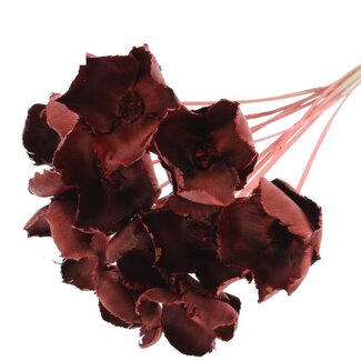 QC Dried Palm Cup on stem | Colour: Coral | Length ± 50 centimetres | 10 stems per bunch