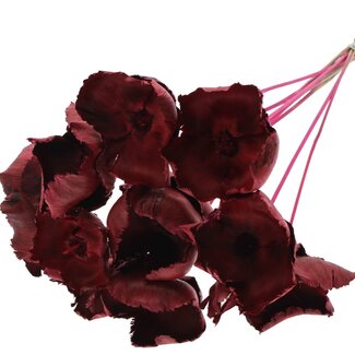 QC Dried Palm Cup on stem | Colour: Cherry-coloured | Length ± 50 centimetres | 10 stems per bunch
