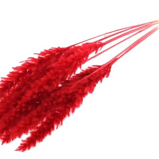 QC Dried Bleached Pampas Plumes | Colour: Red | Pampas Dried Flowers | Length ± 70 centimetres | 10 plumes per bunch | Per bunch