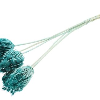 QC Dried Bleached Ammi Majus | Colour: Turquoise | Queen Anne's Lace Dried Flowers | Diameter ± 4 - 6 centimetres | Length ± 50 centimetres | 5 per bunch