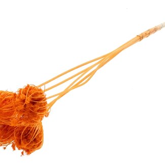 QC Getrocknete Gebleichte Ammi Majus | Farbe: Orange | Königinnenkraut Trockenblumen | Durchmesser ± 4 - 6 Zentimeter | Länge ± 50 Zentimeter | 5 pro Bund