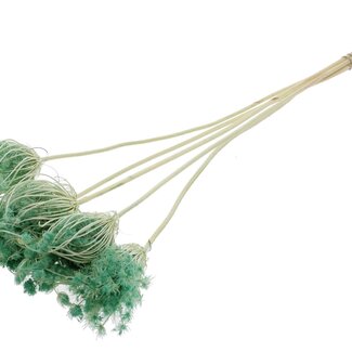 QC Dried Bleached Ammi Majus | Colour: Mint Green | Queen Anne's Lace Dried Flowers | Diameter ± 4 - 6 centimetres | Length ± 50 centimetres | 5 per bunch