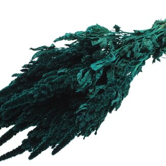QC Dried Amaranthus | Colour: Turquoise | Cat's Tail Dried Flowers | Length ± 60 centimetres | Per bunch