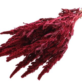 QC Dried Amaranthus | Colour: Cherry-coloured | Cat's Tail Dried Flowers | Length ± 60 centimetres | Per bunch