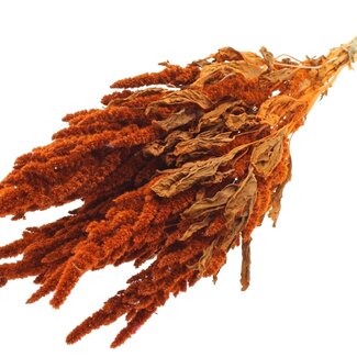 QC Dried Amaranthus | Colour: Orange | Cat's Tail Dried Flowers | Length ± 60 centimetres | Per bunch