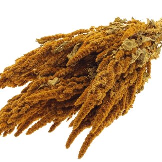 QC Dried Amaranthus | Colour: Apricot | Cat's Tail Dried Flowers | Length ± 60 centimetres | Per bunch