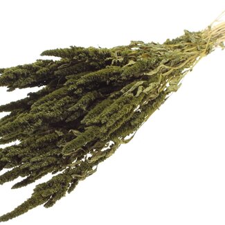 QC Dried Amaranthus | Colour: Olive Green | Cat's Tail Dried Flowers | Length ± 60 centimetres | Per bunch