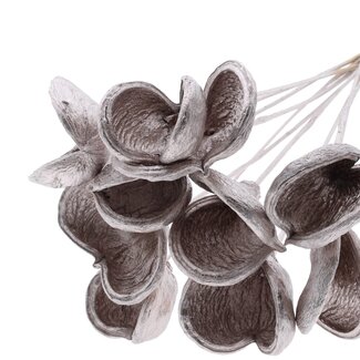 QC Almond on stem | Colour: Champagne-coloured | Length of stick ± 50 centimetres | 10 stems per bunch | Per bunch