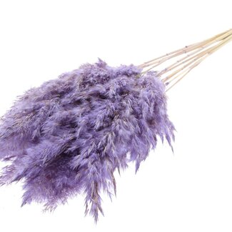 QC Getrocknete Gebleichte Pampasfedern | Farbe: Gefrostetes Milchviolett | Länge ± 70 centimeter | 10 Federn pro Bund | Pro Bund