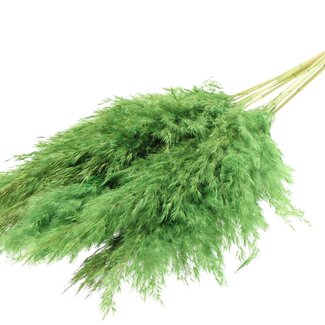 QC Dried Bleached Pampas Plumes | Colour: Light green | Length ± 70 centimeter | 10 plumes per bunch | Per bunch