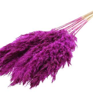 QC Dried Bleached Pampas Plumes | Colour: Lilac-coloured | Length ± 70 centimeter | 10 plumes per bunch | Per bunch
