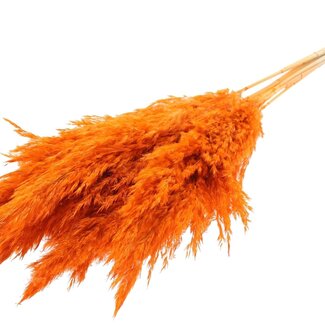 QC Getrocknete Gebleichte Pampaswedel | Farbe: Orange | Länge ± 70 centimeter | 10 Wedel pro Bund | Pro Bund