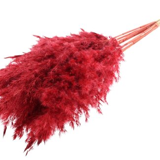 QC Getrocknete Gebleichte Pampaswedel | Farbe: Rot | Länge ± 70 centimeter | 10 Wedel pro Bund | Pro Bund