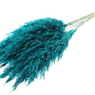 QC Dried Bleached Pampas Plumes | Colour: Turquoise | Length ± 70 centimetre | 10 plumes per bunch | Per bunch