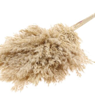 QC Getrocknete Gebleichte Pampasplumen | Farbe: Natürliches Weiß Braun | Länge ± 70 centimeter | 10 Plumen pro Bund | Pro Bund
