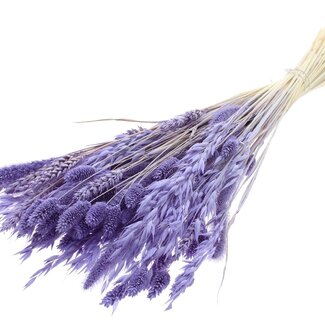 QC Bouquet Bleached Dried Flower Mix | Colour: Milky purple | Length ± 60 centimeter | Per bunch
