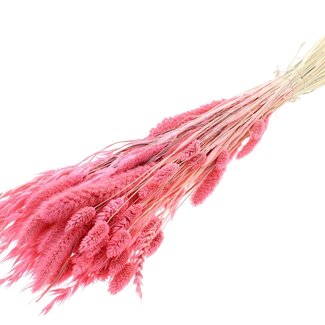 QC Bouquet Bleached Dried Flower Mix | Colour: Pink | Length ± 60 centimetre | Per bunch