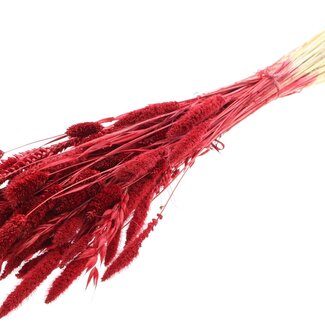 QC Strauß Gebleichte Getrocknete Blumenmix | Farbe: Rot | Länge ± 60 centimeter | Pro Bund