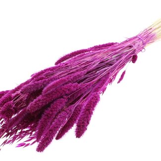 QC Strauß Gebleichte Getrocknete Blumenmix | Farbe: Lilafarbig | Länge ± 60 centimeter | Pro Bund