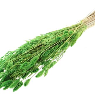 QC Strauß Gebleichte Getrocknete Blumenmix | Farbe: Hellgrün | Länge ± 60 centimeter | Pro Bund