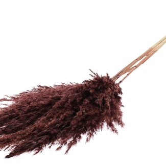 QC Dried Bleached Pampas Plumes | Colour: Brown | Length ± 100 centimeter | 5 plumes per bunch | Per bunch