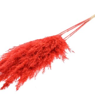 QC Dried Bleached Pampas Plumes | Colour: Coral-coloured | Length ± 100 centimeter | 5 plumes per bunch | Per bunch