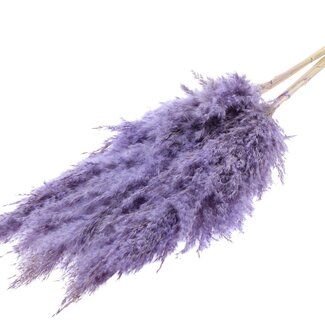 QC Getrocknete Gebleichte Pampaswedel | Farbe: Gefrostet Milchviolett | Länge ± 100 centimeter | 5 Wedel pro Bund | Pro Bund