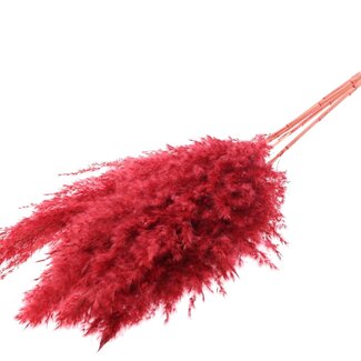 QC Getrocknete Gebleichte Pampasfedern | Farbe: Rot | Länge ± 100 centimeter | 5 Federn pro Bund | Pro Bund
