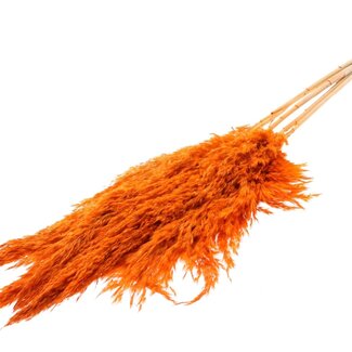 QC Dried Bleached Pampas Plumes | Colour: Orange | Length ± 100 centimetre | 5 plumes per bunch | Per bunch
