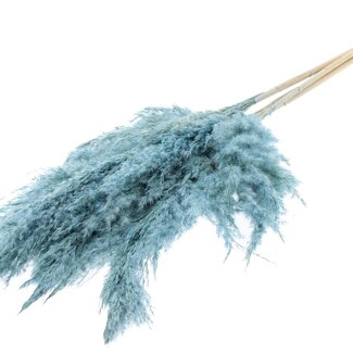 QC Getrocknete Gebleichte Pampasfedern | Farbe: Gefrostetes Hellblau | Länge ± 100 centimeter | 5 Federn pro Bund | Pro Bund