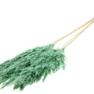 QC Getrocknete Gebleichte Pampaswedel | Farbe: Gefrostetes Minzgrün | Länge ± 100 centimeter | 5 Wedel pro Bund | Pro Bund