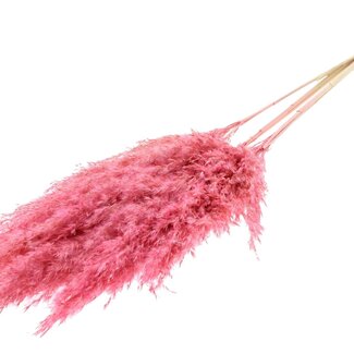 QC Getrocknete Gebleichte Pampaswedel | Farbe: Frosted Rosa | Länge ± 100 centimeter | 5 Wedel pro Bund | Pro Bund
