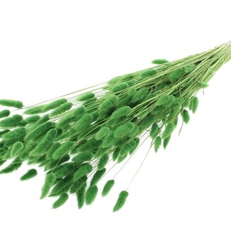 QC Dried Bleached Bunny Tails Premium | Colour: Green | Lagurus Ovatus dried flowers | Length ± 70 centimetres | Weight 100 grams | Per bunch