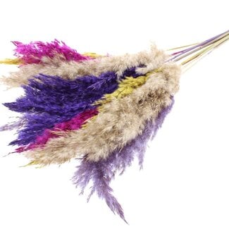 QC Dried Pampas Plumes “Colourful 11” | Colour: Mixed Colours | Pampas Dried Flowers | Length ± 70 centimetres | 10 plumes per bunch | Per bunch