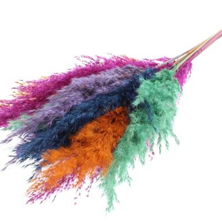 QC Dried Pampas Plumes “Neon Dusk” | Colour: Mixed Colours | Pampas Dried Flowers | Length ± 70 centimetres | 10 plumes per bunch | Per bunch