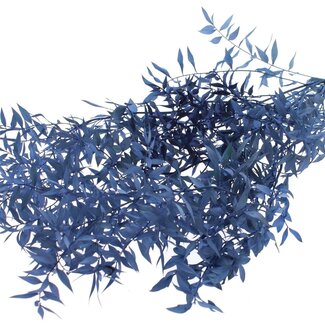 QC Dried Ruscus | Colour: Dark Blue | Ruscus Dried Flowers | Length ± 70 centimetres | 10 stems per bunch | Per bunch
