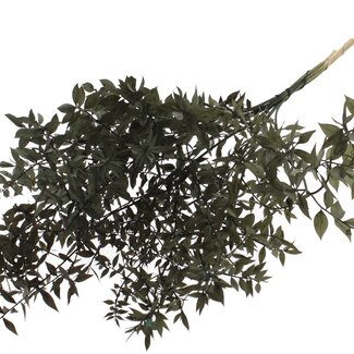 QC Dried Ruscus | Colour: Black | Ruscus Dried Flowers | Length ± 70 centimetres | 10 stems per bunch | Per bunch