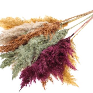 QC Getrocknete Pampaswedel „Pumpkin Spice Mix“ | Farbe: Gemischte Farben | Pampas Trockenblumen | Länge ± 70 Zentimeter | 10 Wedel pro Bund | Pro Bund