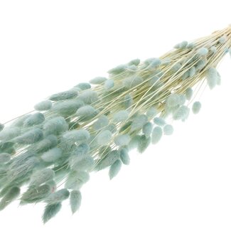 QC Dried Bleached Bunny Tails Premium | Colour: Light Blue | Lagurus Ovatus dried flowers | Length ± 70 centimetres | Weight 100 grams | Per bunch