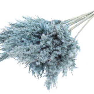 QC Getrocknete Pampasfedern | Farbe: Frosted Hellblau | Pampas Trockenblumen | Länge ± 70 Zentimeter | 10 Federn pro Bund | Pro Bund