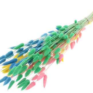 QC Dried Bleached Bunny Tails Premium | Pastel Fluor | Colour: Mixed Colours | Lagurus Ovatus dried flowers | Length ± 70 centimetres | Weight 100 grams | Per bunch