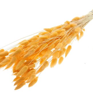 QC Dried Bleached Bunny Tails Premium | Colour: Salmon | Lagurus Ovatus dried flowers | Length ± 70 centimetres | Weight 100 grams | Per bunch