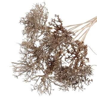 QC Dry Tree on stick | Colour: Natural Brown | Dry Tree Stick | Stick length ± 50 centimetres | 10 sticks per bunch