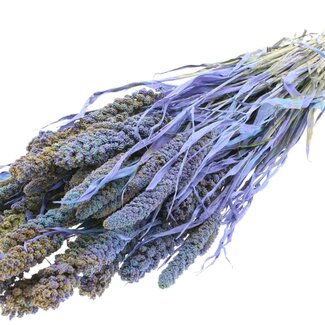 QC Dried Millet | Colour: Multicoloured Light Blue | Pennisetum Dried Flowers | Length ± 60 centimetres | Weight 250 grams | Per bunch